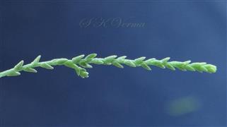  Leafy branch